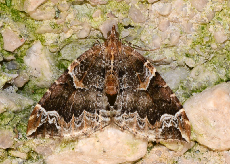 Eulithis prunata, Geometridae